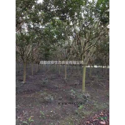成都欒樹搖錢樹價格低便宜10公分15公分20公分農戶直銷