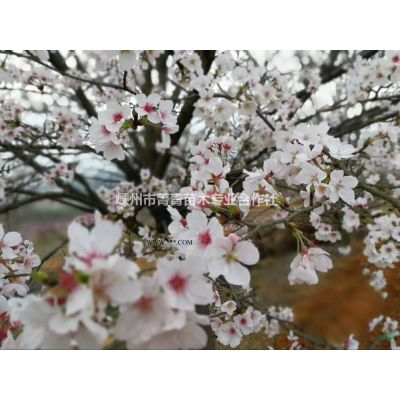 無患子2/浙江無患子2/無患子圖片2/