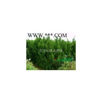 25公分優(yōu)質(zhì)櫸樹報價供應10-20公分叢生櫸樹