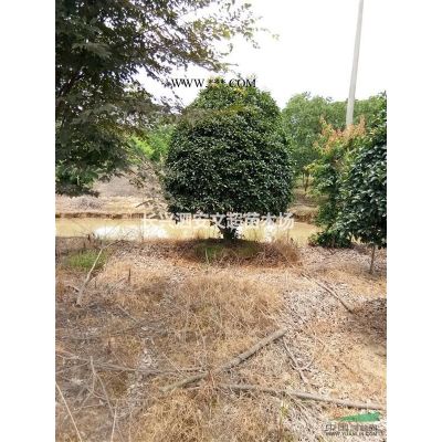 浙江長興低價供應原生/拼植叢生櫸樹3-6桿30-60公分不等