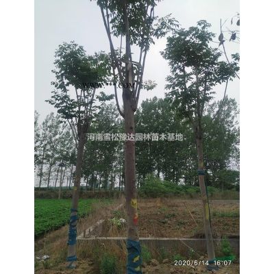 河南地區供應櫻花