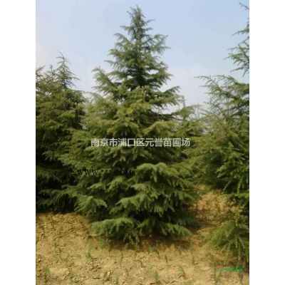 櫻花，日本櫻花，櫻花價(jià)格，南京精品櫻花