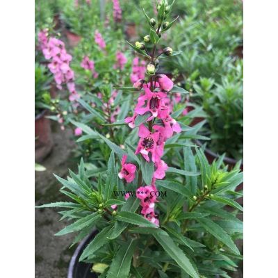 精品樸樹,樸樹價格,成都單桿樸樹基地