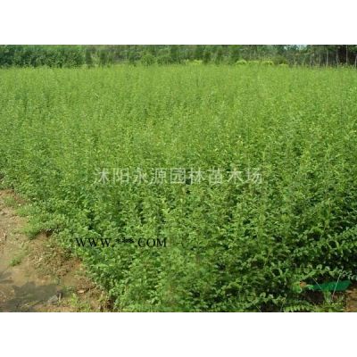 大批量供應櫻花苗，日本櫻花小苗，日本櫻花嫁接苗