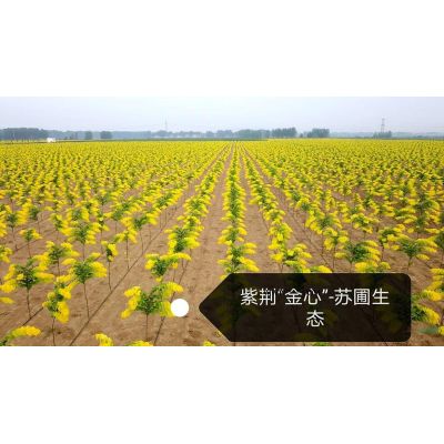 中國紅櫻花種植要點