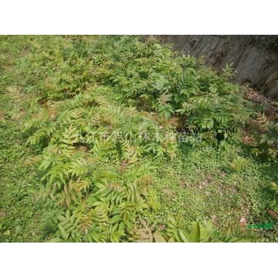 供應(yīng)櫻花種子