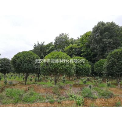 武漢豐沃園園林綠化有限公司苗圃提供胸徑4-12CM合歡