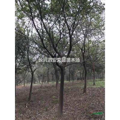 浙江長興低價供應原生/拼植叢生烏桕3-6桿30-60公分不等