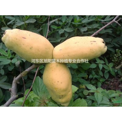 供應各種規(guī)格合歡