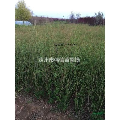 龍爪槐介紹，龍爪槐價格，龍爪槐產地，河北龍爪槐