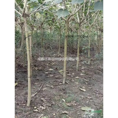 樸樹價格.全冠樸樹基地出售.米徑18-20公分的樸樹