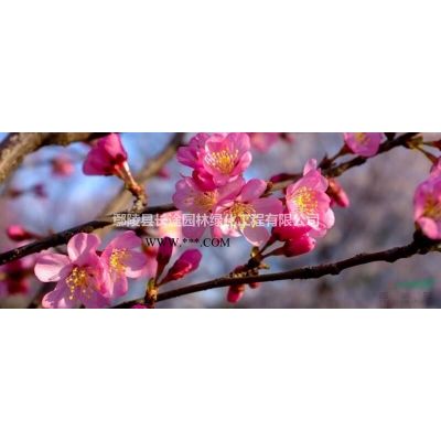 櫻花