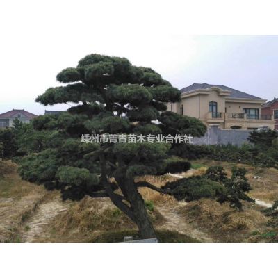 重陽木/浙江重陽木/