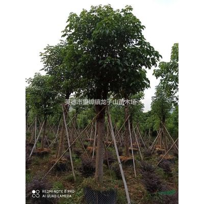 英德龍子山苗木場低價供應米徑12-25CM秋楓（重陽木）