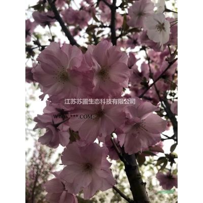 江蘇金鈺楓香圖片展示/江蘇金鈺楓香行情價格