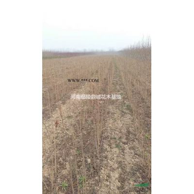 10公分的白蠟圖片苗圃現貨，批發價，大量低價出售/白蠟報價