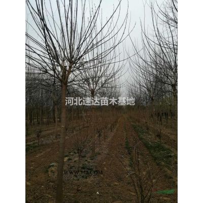 白蠟樹苗，精品老白蠟，白蠟大苗圃