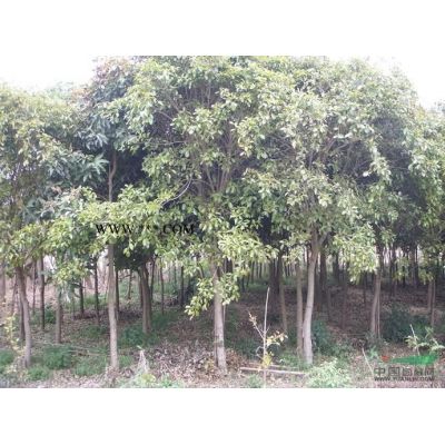芒果：3-60公分批發
