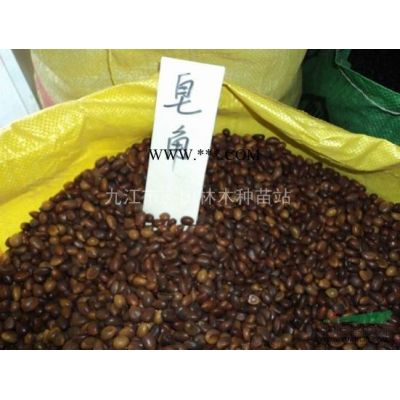 供應(yīng)樸樹種子 樸樹帶果皮種子 批發(fā)沙樸種子 批發(fā)林木種子