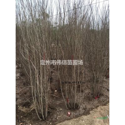 白皮松介紹，白皮松價格，河北白皮松產地