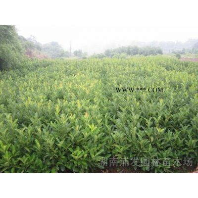 多桿樸樹，叢生樸樹，移栽全冠樸樹，云南滇樸