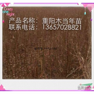 烏桕小苗,烏桕小苗批發(fā),