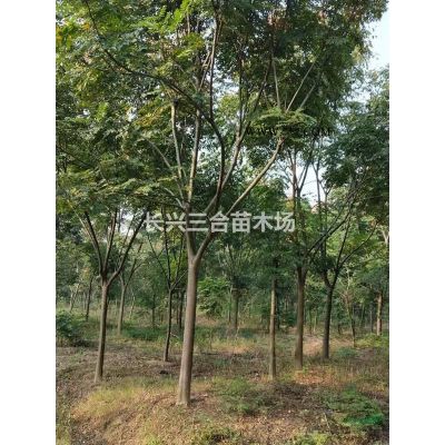 浙江地區供應12-18精品合歡