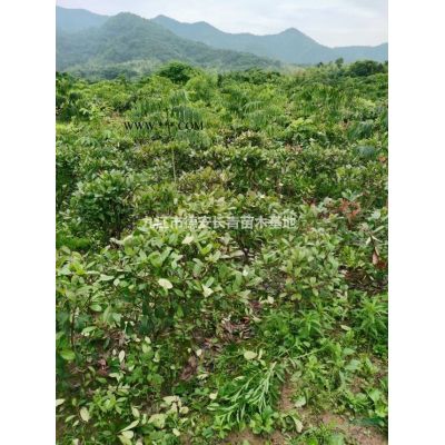 九江地區大量供應當年合歡小苗
