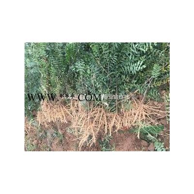 5公分白蠟樹-6公分白蠟樹-8公分白蠟樹-白蠟樹價(jià)格