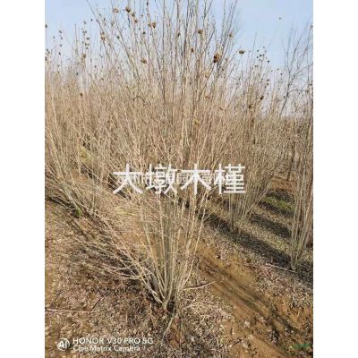 河北白皮松批發(fā)/供應