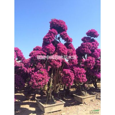布迪椰子：托桿30-1-3米地苗，袋苗，自產自銷