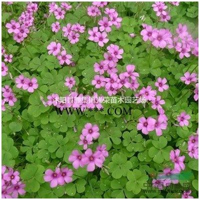 江蘇無刺構(gòu)骨球新價(jià)格