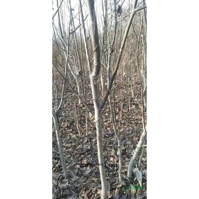 龍爪槐，8公分龍爪槐價格，