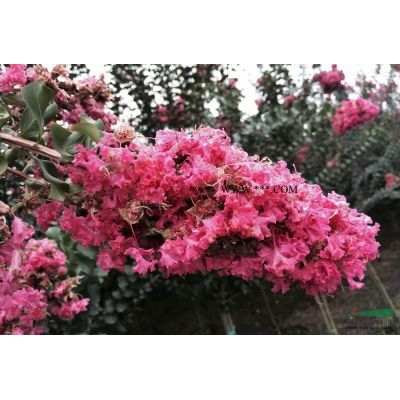 紅葉櫻花苗