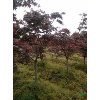 重陽木8公分，10公分重陽木，12公分重陽木，15公分重陽木價格