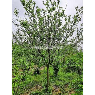 河南鄢陵供應(yīng)批發(fā)5-15公分合歡