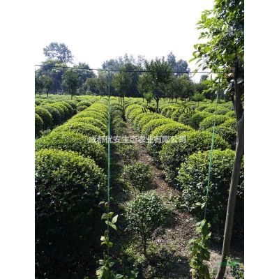 成都樸樹低價格便宜好樹農戶直銷20公分25公分35公分