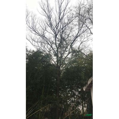 叢生烏桕3桿子65公分高9米，冠幅8米有需要的可以聯系我