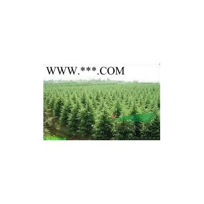 南京重陽木銷售基地15公分重陽木批發銷售