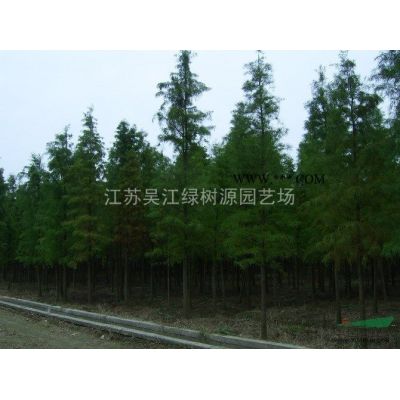 烏桕