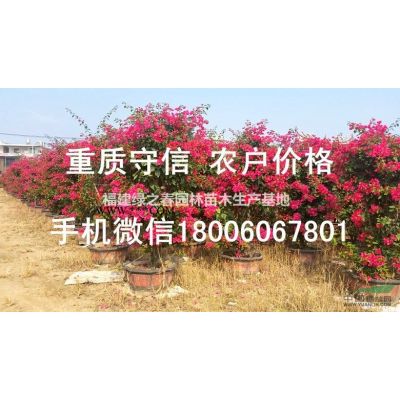 重陽木—地苗袋苗假植—米徑1-120公分—清場出售