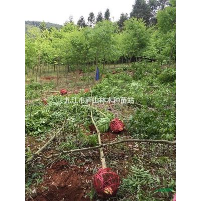 供應(yīng)金合歡種子