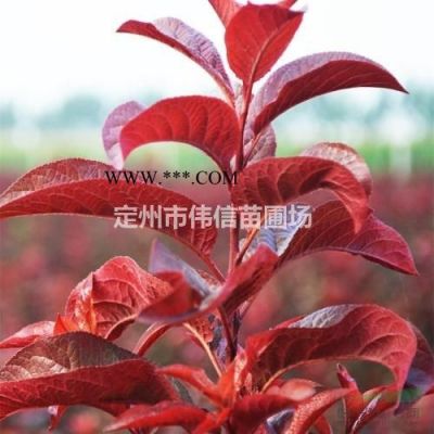 白蠟，速生白蠟產地，河北速生白蠟價格