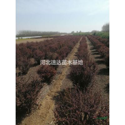 金葉榆苗木，大葉垂榆景觀苗木，龍爪槐基地