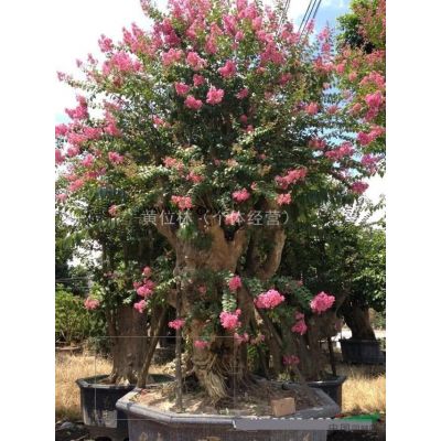 500畝布迪椰子基地直銷批發(fā) 規(guī)格* 物美價廉
