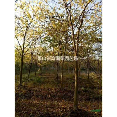 12-30公分珊瑚樸樹 珊瑚樸樹基地 浙江珊瑚樸樹