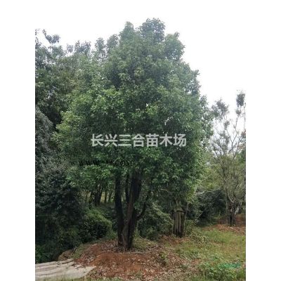 浙江地區供應8-18多桿叢生樸樹