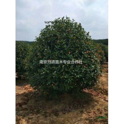 樸樹叢生樸樹