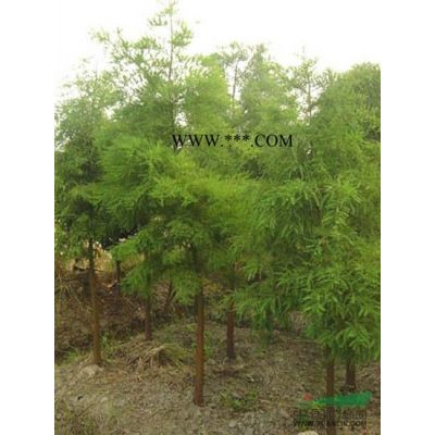 重陽(yáng)木*新價(jià)格/重陽(yáng)木報(bào)價(jià)