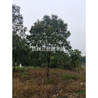 浙江地區供應地徑6-8cm,3-5桿叢生烏桕